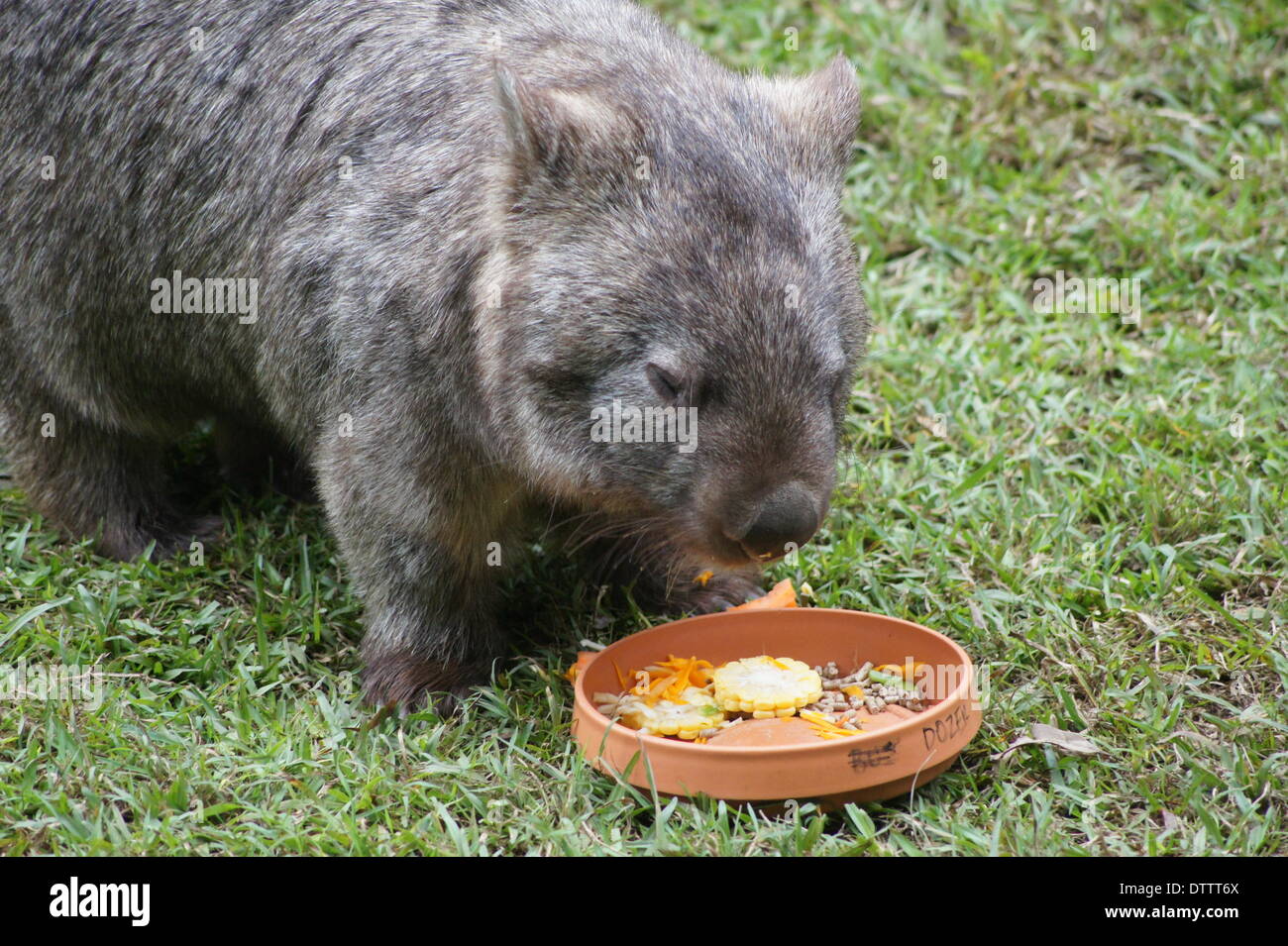 Wombat, Australien Stockfoto