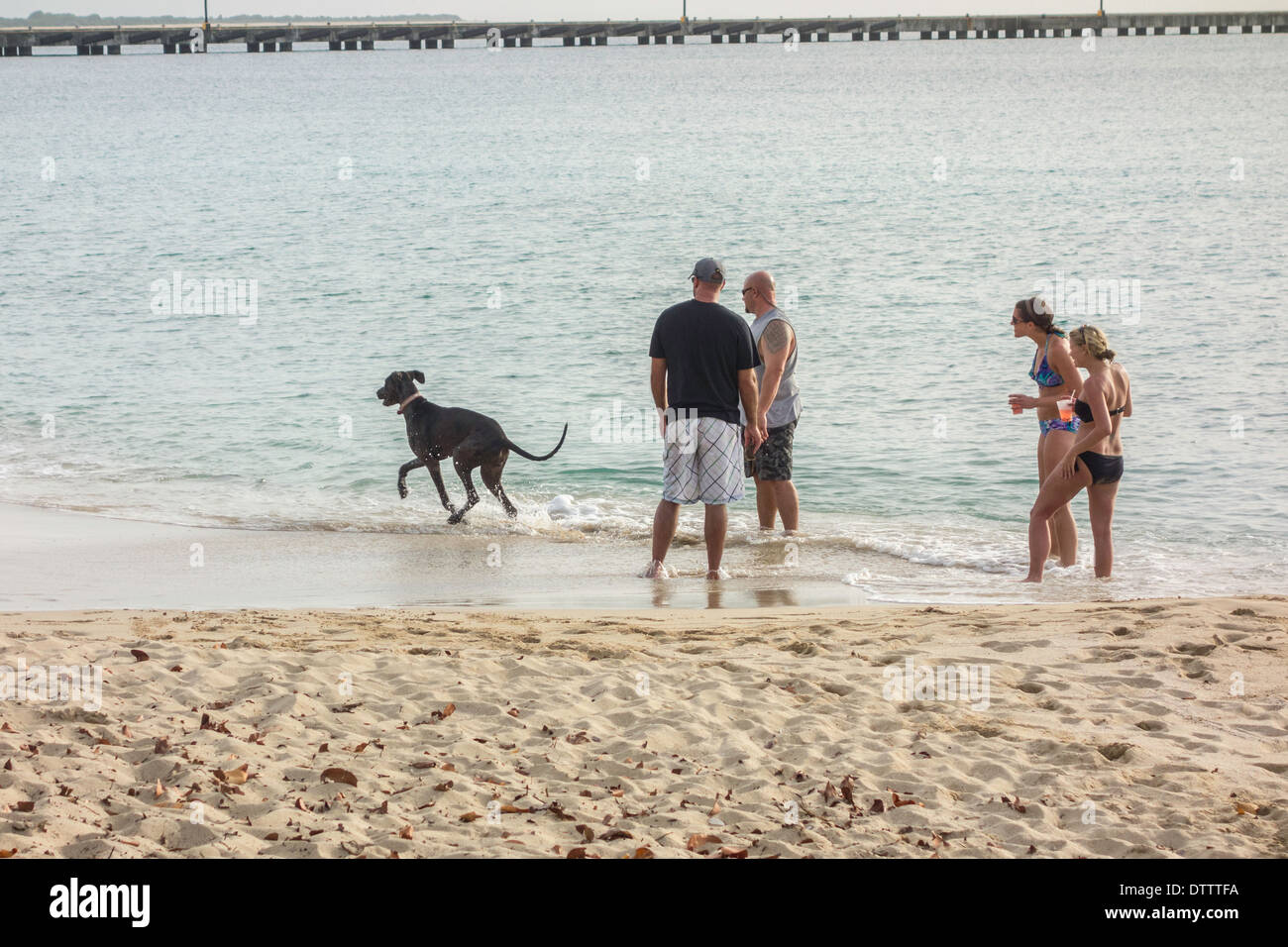 Zwei kaukasischen Männer und Frauen in ihren 30ern spielen in der Brandung mit einem Hund am Strand von St. Croix, Amerikanische Jungferninseln. Stockfoto