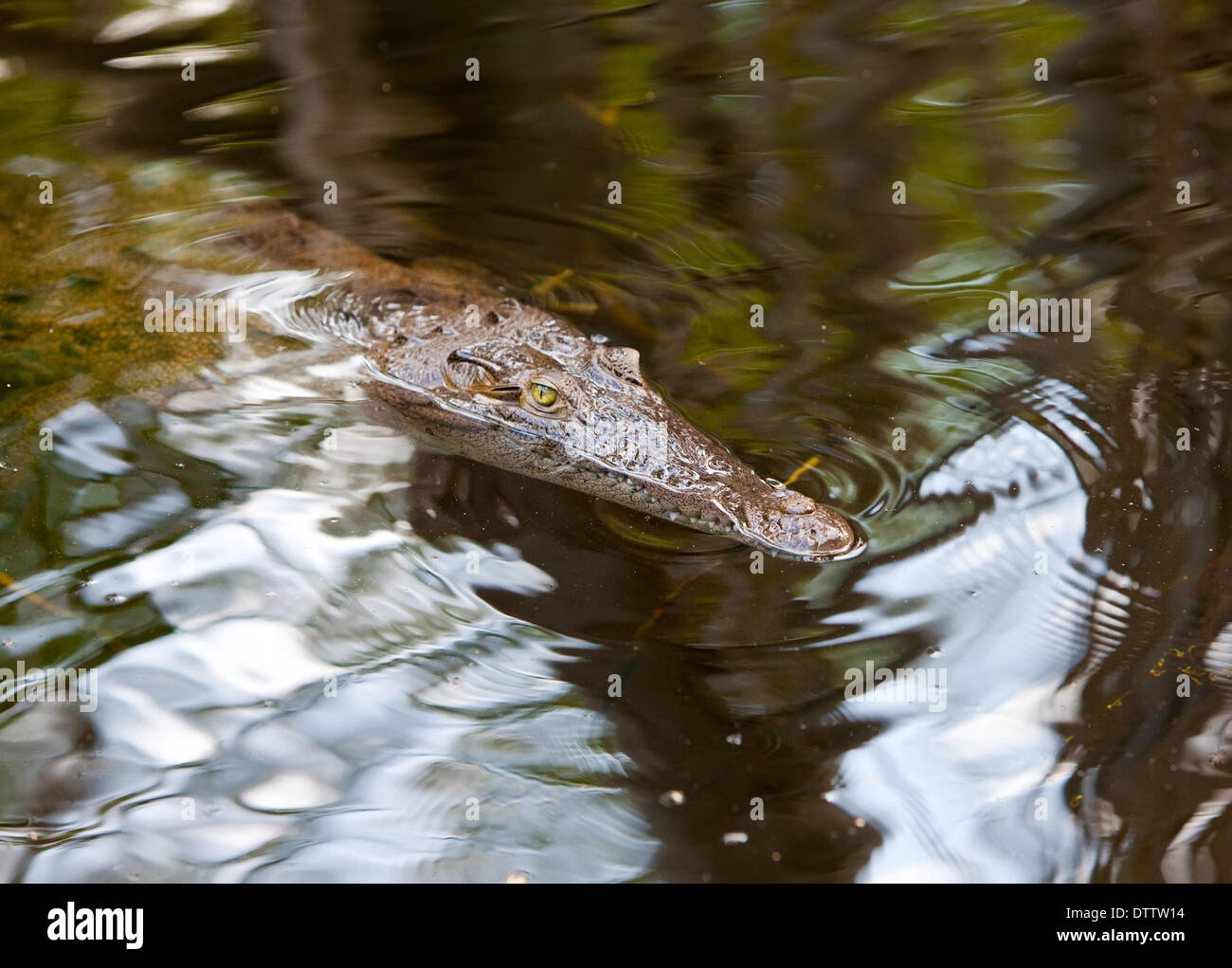 Krokodil Stockfoto