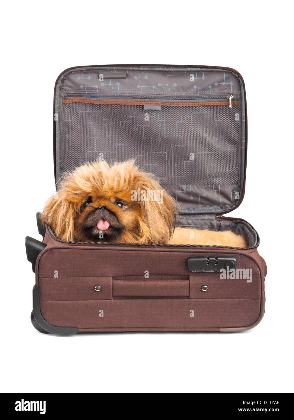 Hund im Reise-Etui Stockfoto