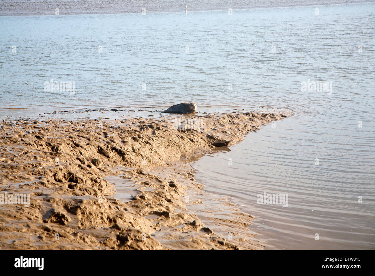 Phoca Vitulina oder Seehunde an schlammigen Ufern des Butley Creek River, Suffolk, England Stockfoto