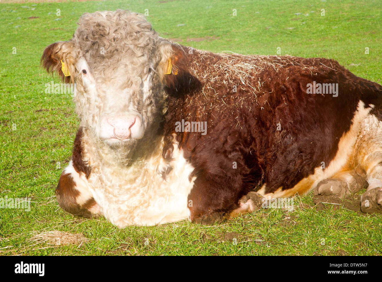 Verschlafene Stammbaum Hereford Bull aufwachen aus dem Schlaf, Suffolk, UK Stockfoto