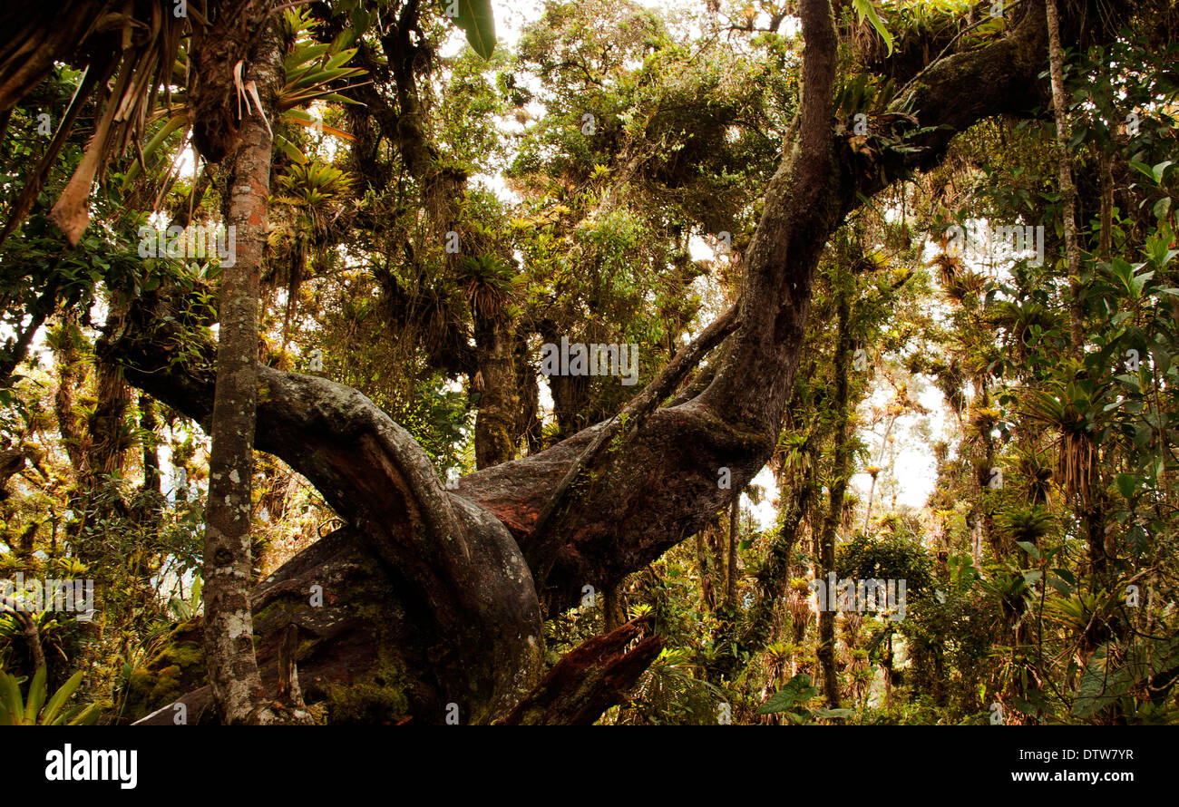 Der Nebelwald ist ein Ökosystem von großer Artenvielfalt Wert und hydrologischen Rolle. Die Corota Insel, Kocha See, Pasto Stockfoto