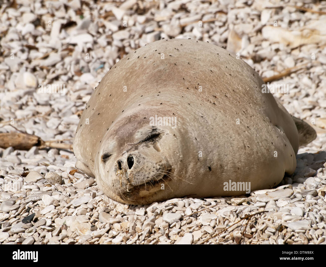Mittelmeer-Mönchsrobbe entspannen am Kiesstrand Stockfoto