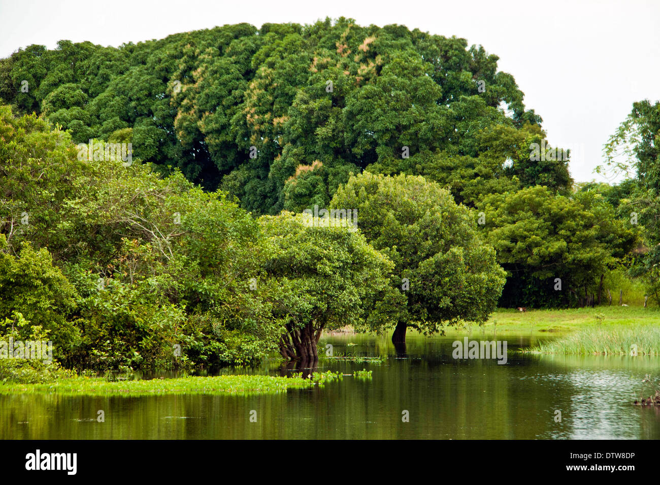 In der Sommerzeit war dieser See nur ein Ökosystem Savanne wenn der Regen alles kommt überflutet. Corozal Tapaojo. Meta. Kolumbien Stockfoto