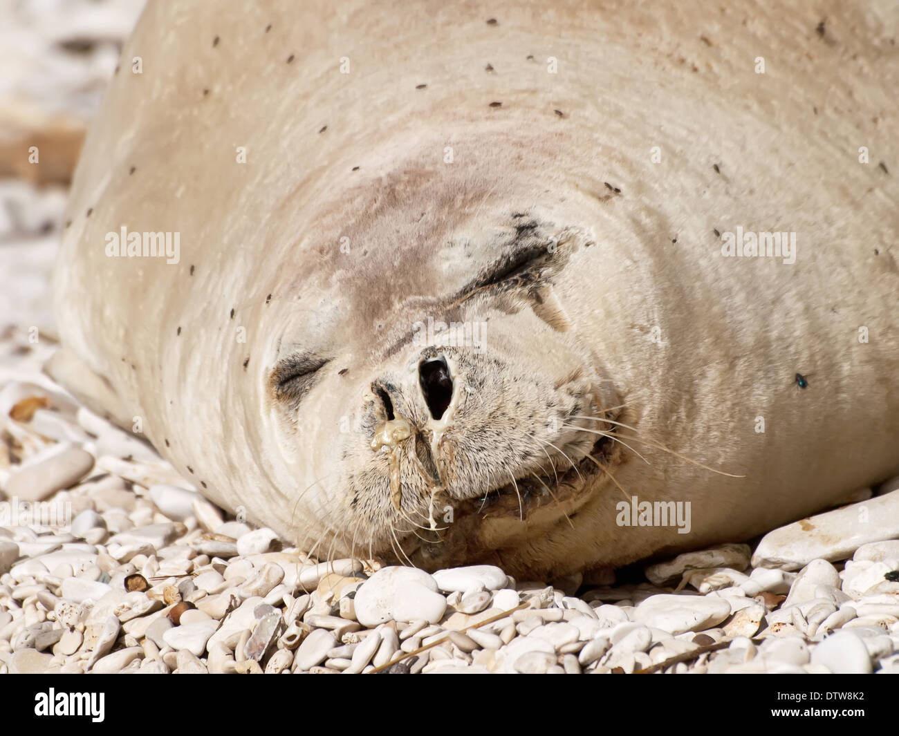 Mittelmeer-Mönchsrobbe entspannen am Kiesstrand Stockfoto