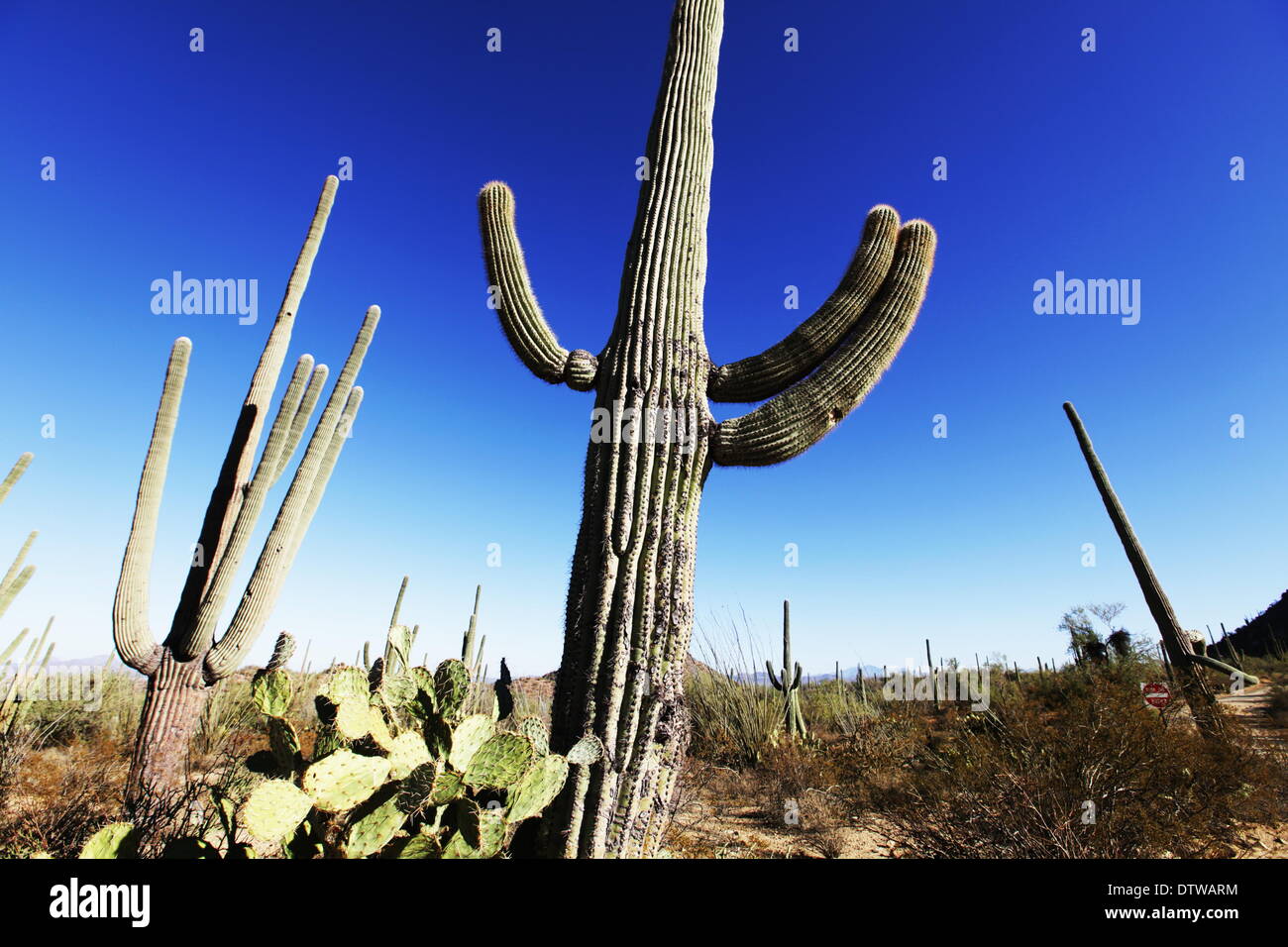 Kaktus-park Stockfoto