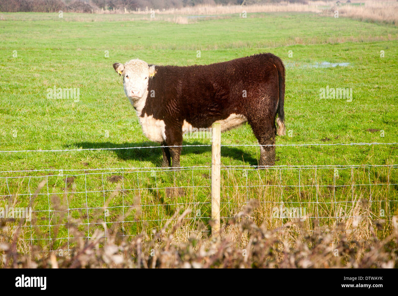 Stammbaum Hereford Rinder Kalb stehend in einem Feld, Suffolk Stockfoto