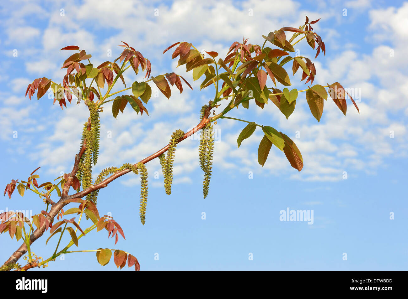 Gemeinsamen Walnut Tree Stockfoto