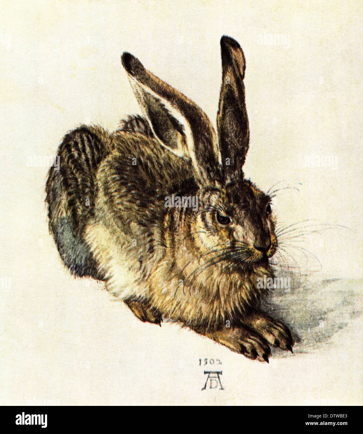 Junge Hasen Aquarell & Gouache von Albrecht Dürer ca. 1500 deutsche Künstlerin 1471-1528 Stockfoto