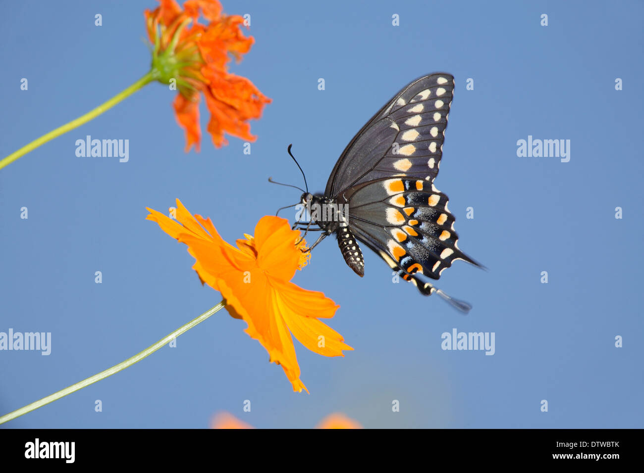 Eine schwarze Schwalbenschwanz Schmetterling auf eine Orange Blume, Papilio Polyxenes Fabricius Stockfoto