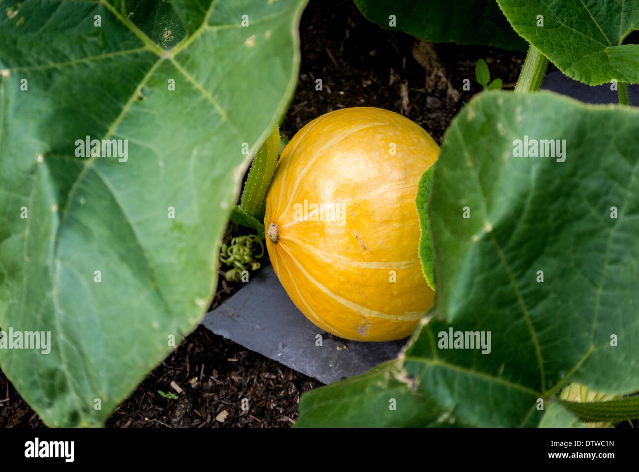 Squash unterstützt vom Boden mit Schiefer Fliesen zu verhindern Verrottet Stockfoto