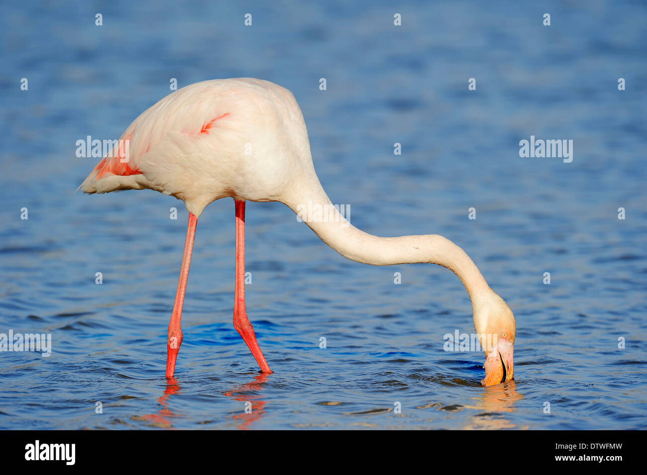 Rosaflamingo Stockfoto