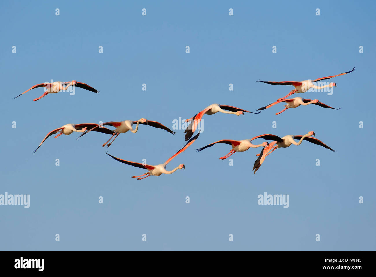 Größere Flamingoss, Camargue, Provence, Südfrankreich / (Phoenicopterus Ruber Roseus) Stockfoto