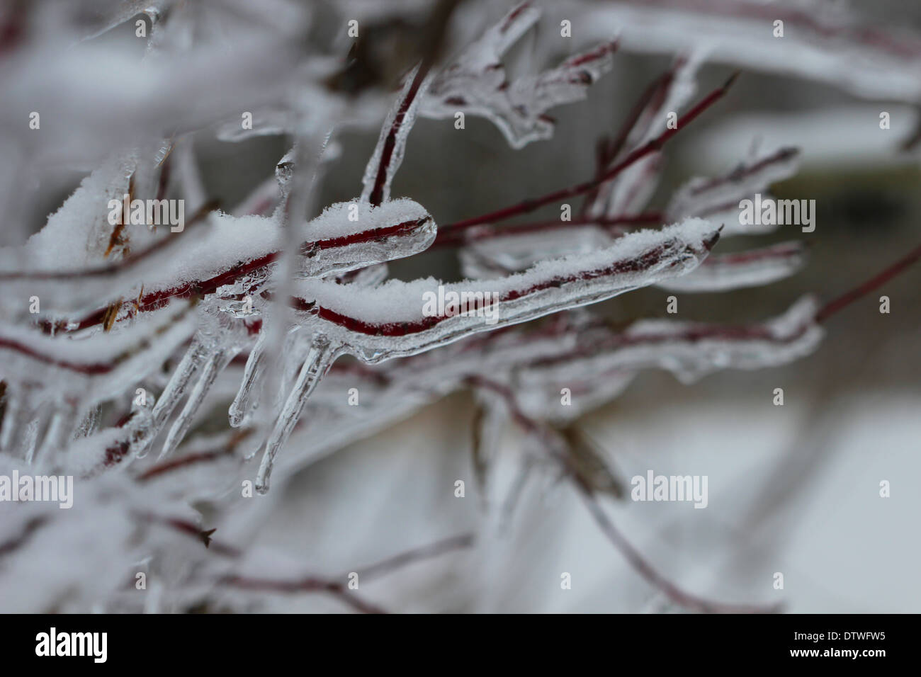 Zweige und Äste auf einem Busch sind nach einem Eissturm in Michigan in einer Schicht aus Eis und Schnee bedeckt. Stockfoto