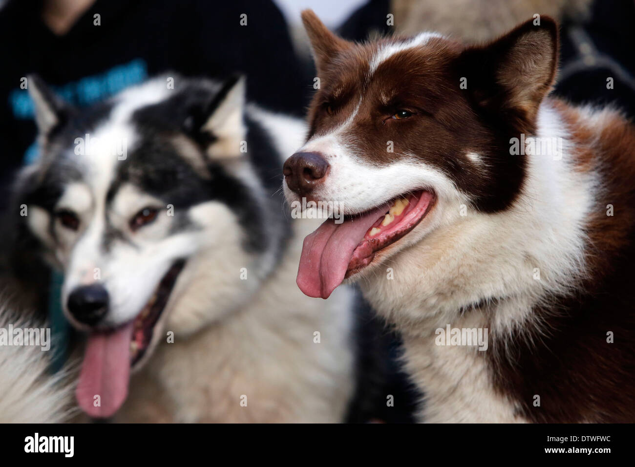 Husky Hunde außerhalb Downing Street. Stockfoto