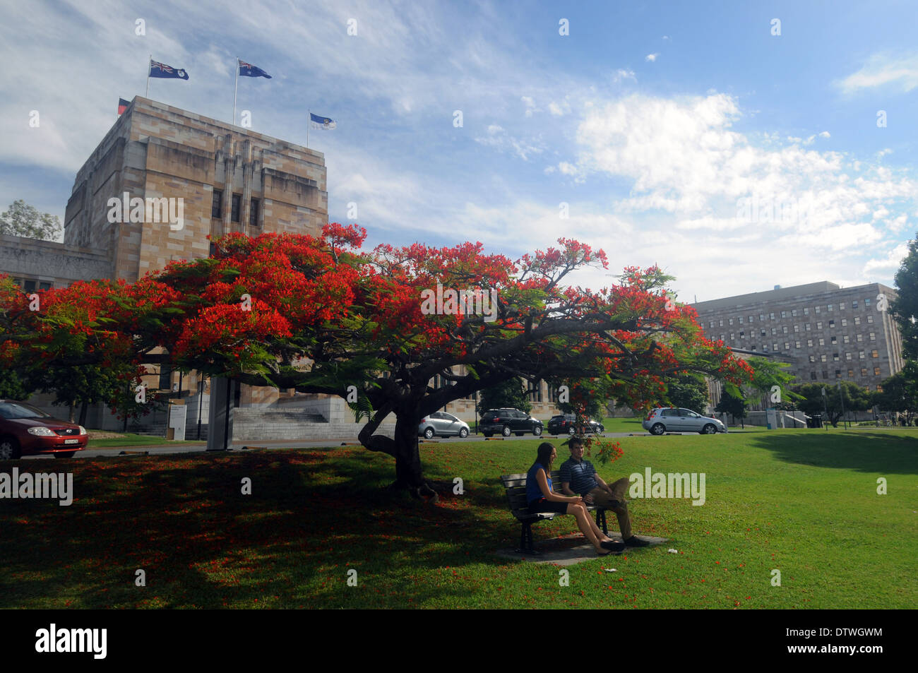 Studenten und blühender Baum (Ponciana) auf dem Campus der University of Queensland, Brisbane, Australien. Keine PR oder Herr Stockfoto