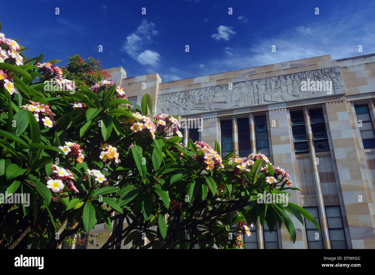 Blütenbaum Frangipani (Plumeria SP.) und Sandstein-Gebäude von der University of Queensland, Brisbane, Australien Stockfoto