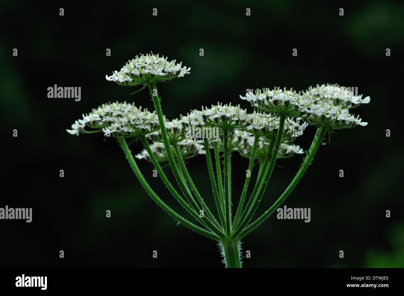 Eine Blume Bärenklau UK Stockfoto