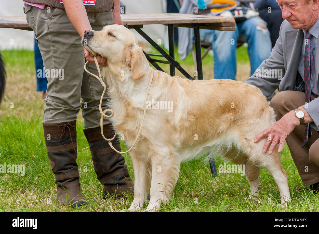 Labrador Retriever stehend Aufmerksamkeit mit Owner bei Hund zeigen, wie er vom Richter inspiziert wird. Staffordshire Hundeausstellung. Stockfoto