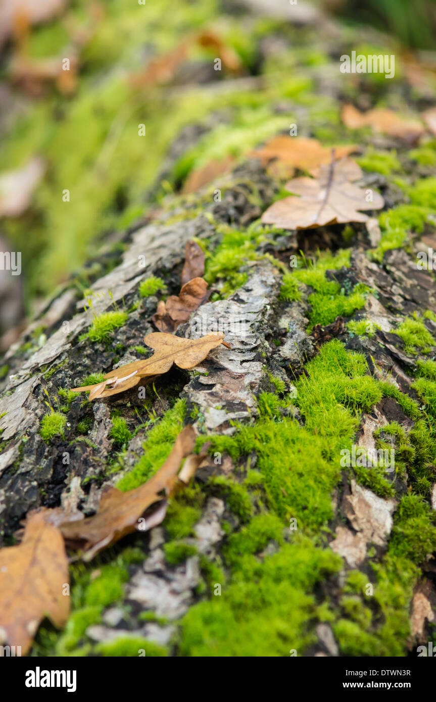 Birke anmelden Verlegung in einem Wald bedeckt mit Moos Stockfoto