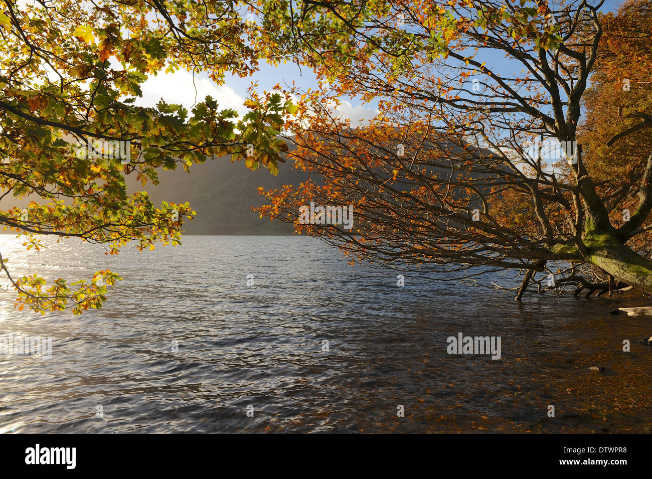 Mit überhängenden Bäumen mit Blick auf Crummock Wasser im Lake District National Park anzeigen Stockfoto