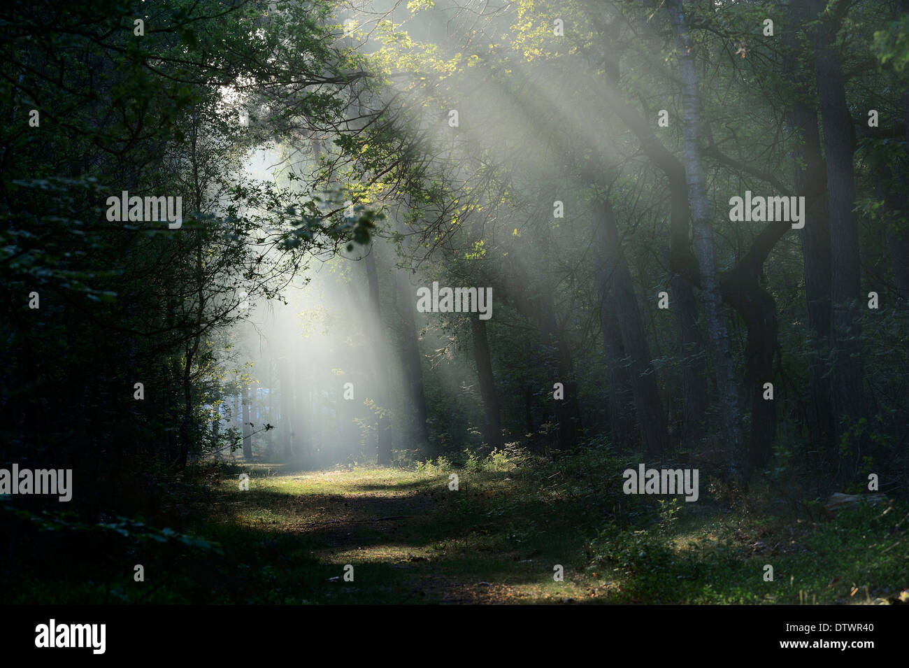 Sunrayes im Mischwald Stockfoto