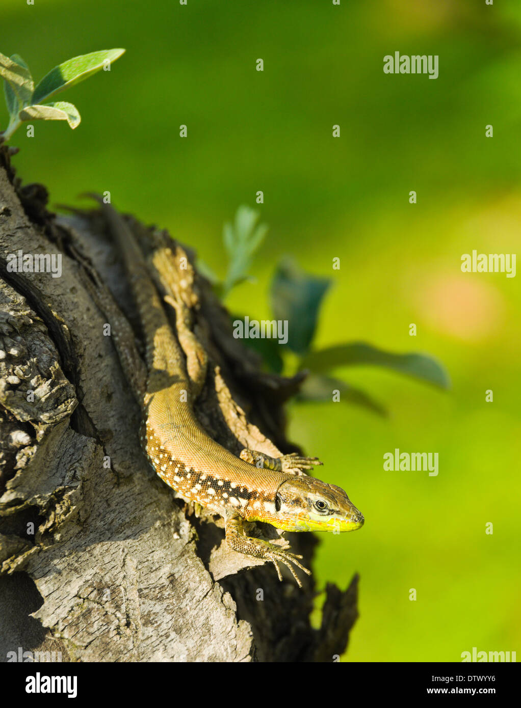 Kleine grüne Eidechse auf Baumstamm Stockfoto