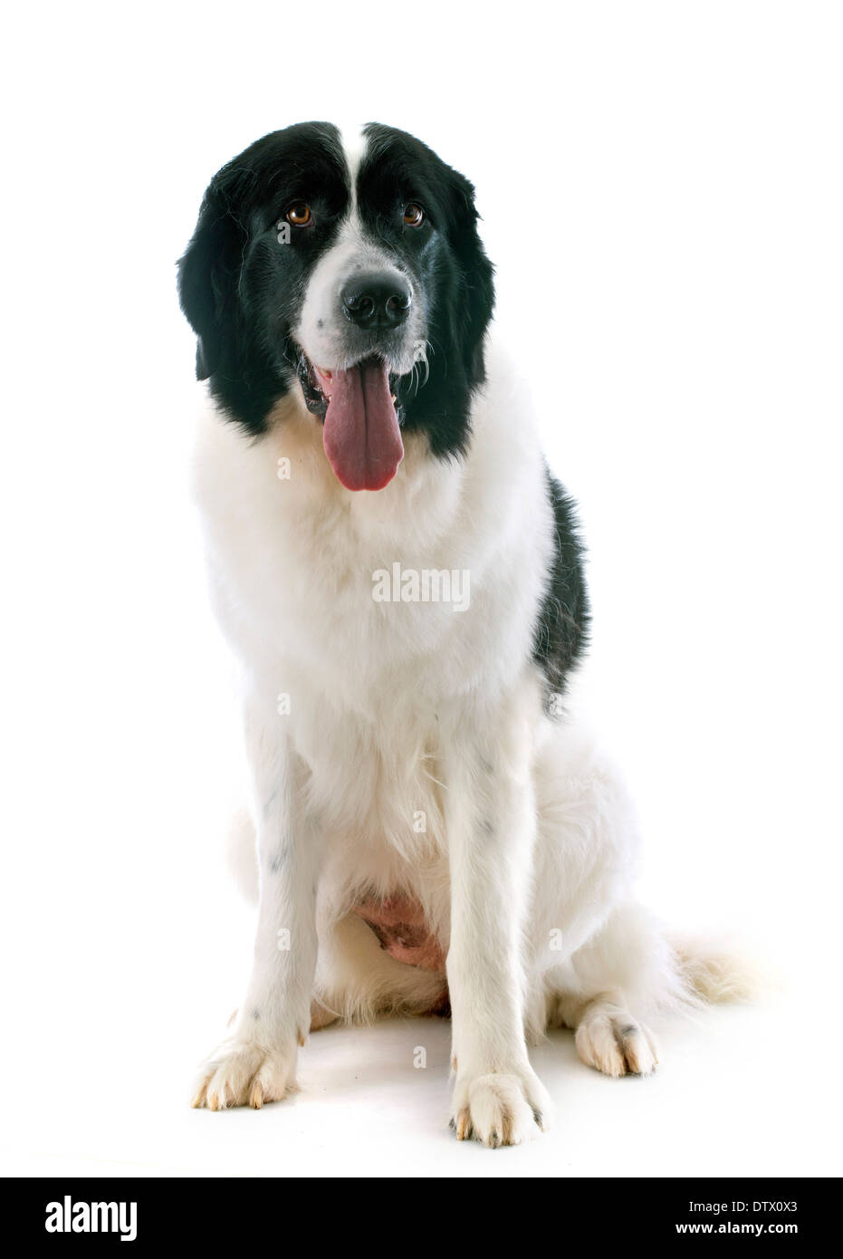 reinrassige Landseer vor weißem Hintergrund Stockfoto