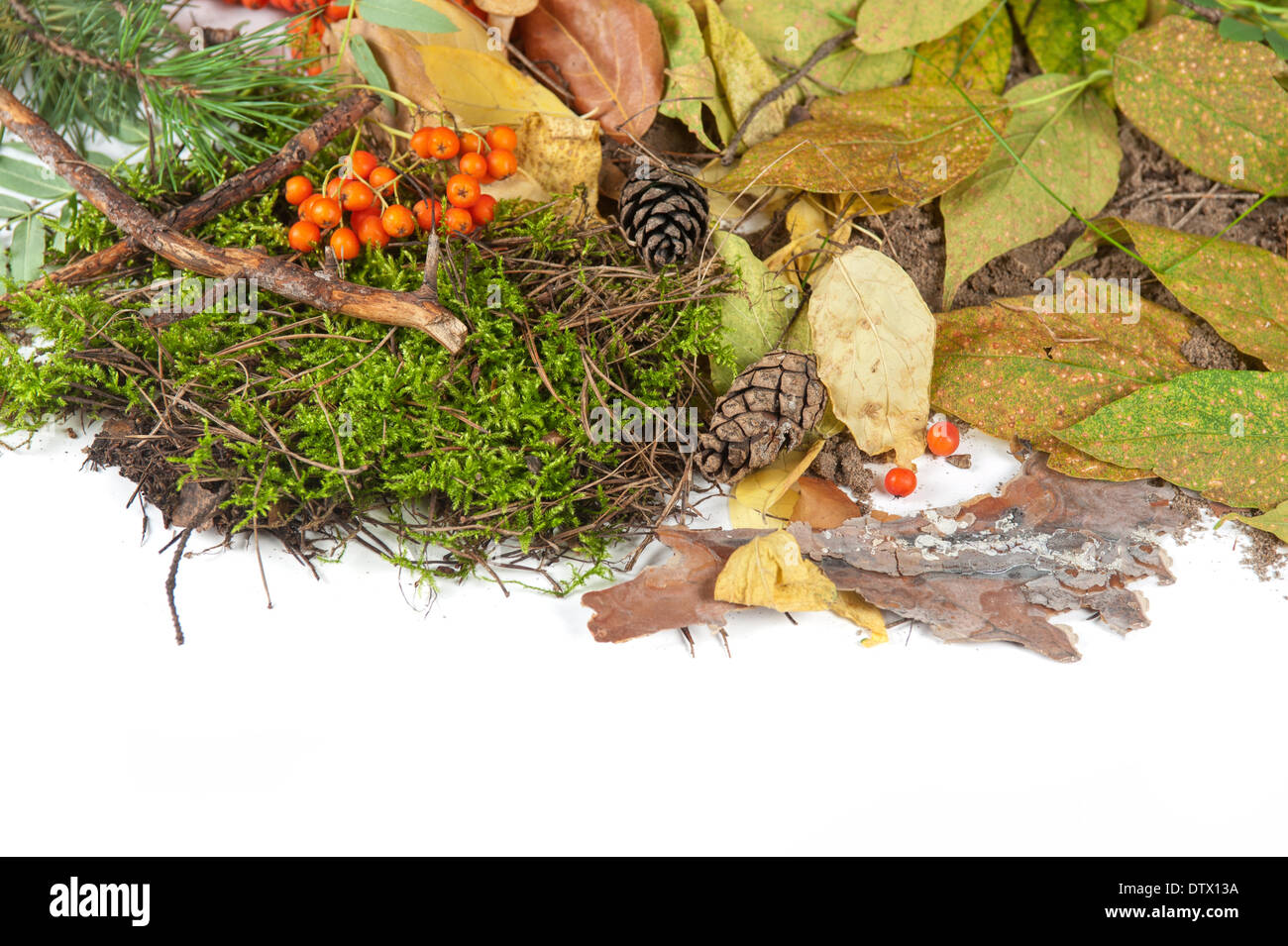 Blätter im Herbst Stockfoto