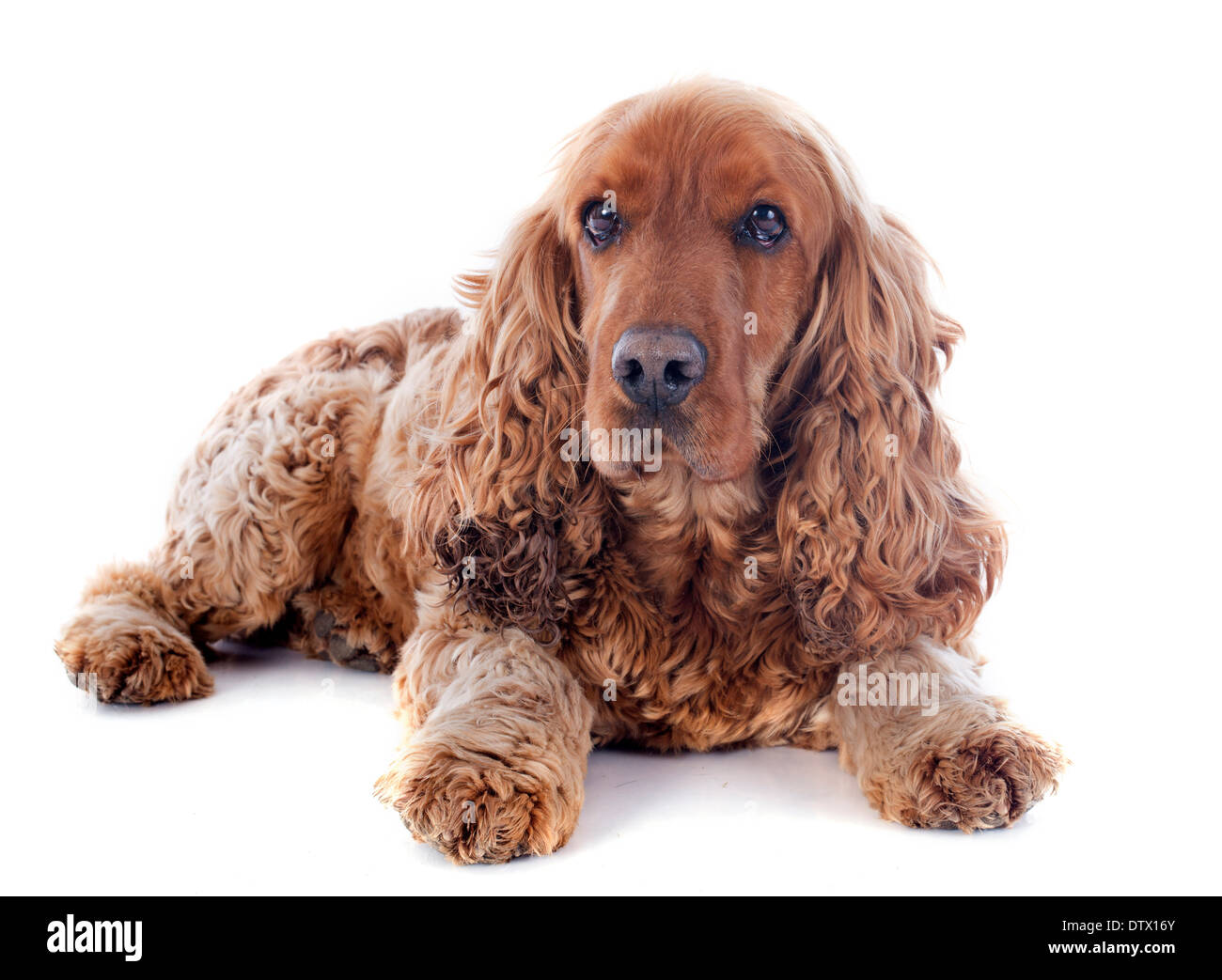 Porträt eines reinrassigen englischen Cocker in einem studio Stockfoto