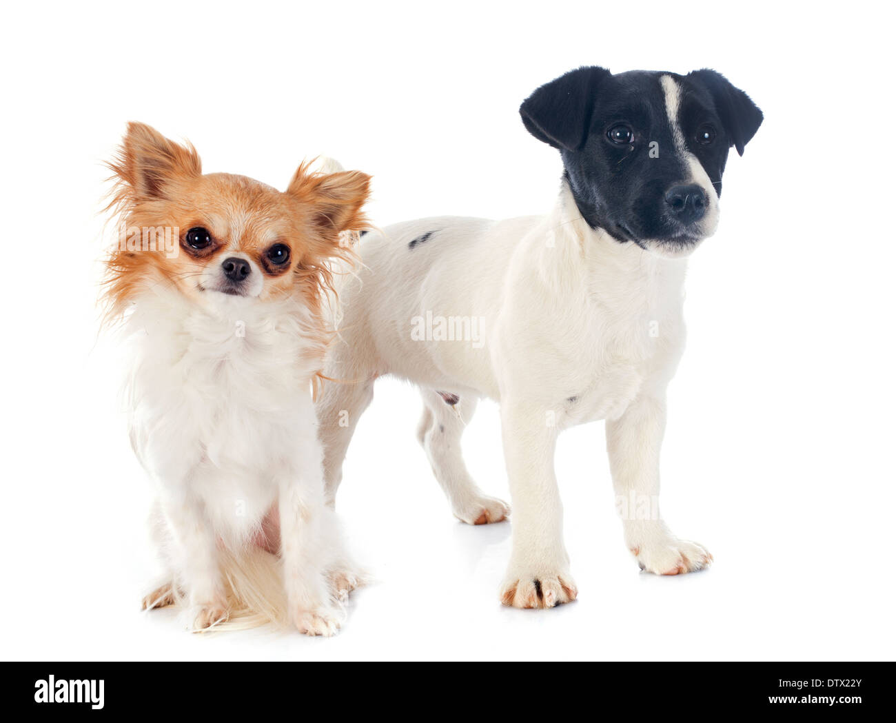 Welpen Chihuahua und Jack Russel Terrier vor weißem Hintergrund  Stockfotografie - Alamy