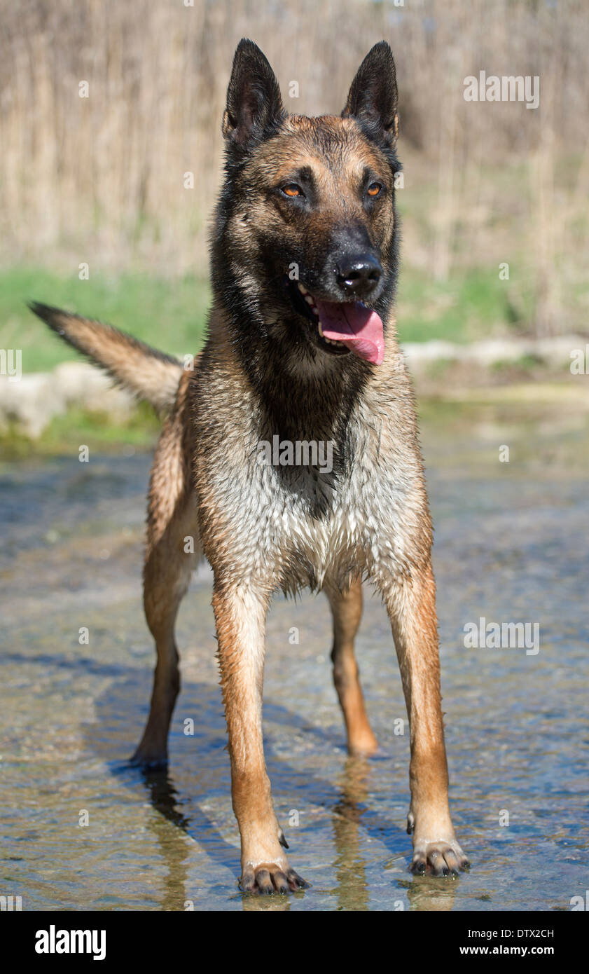 Bild von einem reinrassigen belgischen Schäferhund Malinois im Fluss Stockfoto