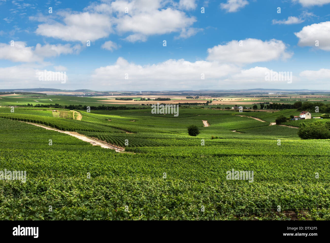 Weinkulturlandschaft, Montagne de Reims, Frankreich Stockfoto