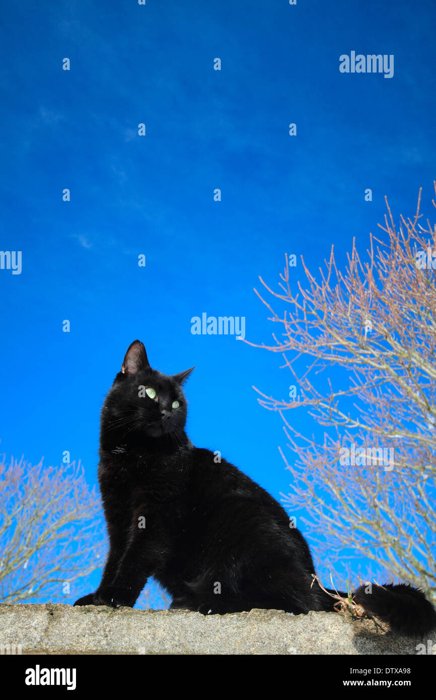Schwarze Katze auf einer Mauer sitzend Stockfoto
