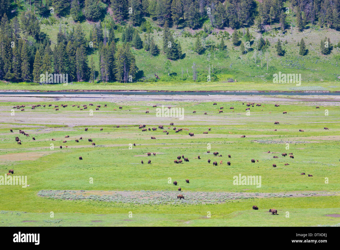 Yellowstone bison Stockfoto