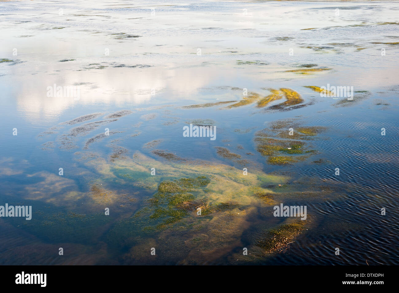 Naturschutzgebiet Titchwell Marsh, Norfolk. Stockfoto