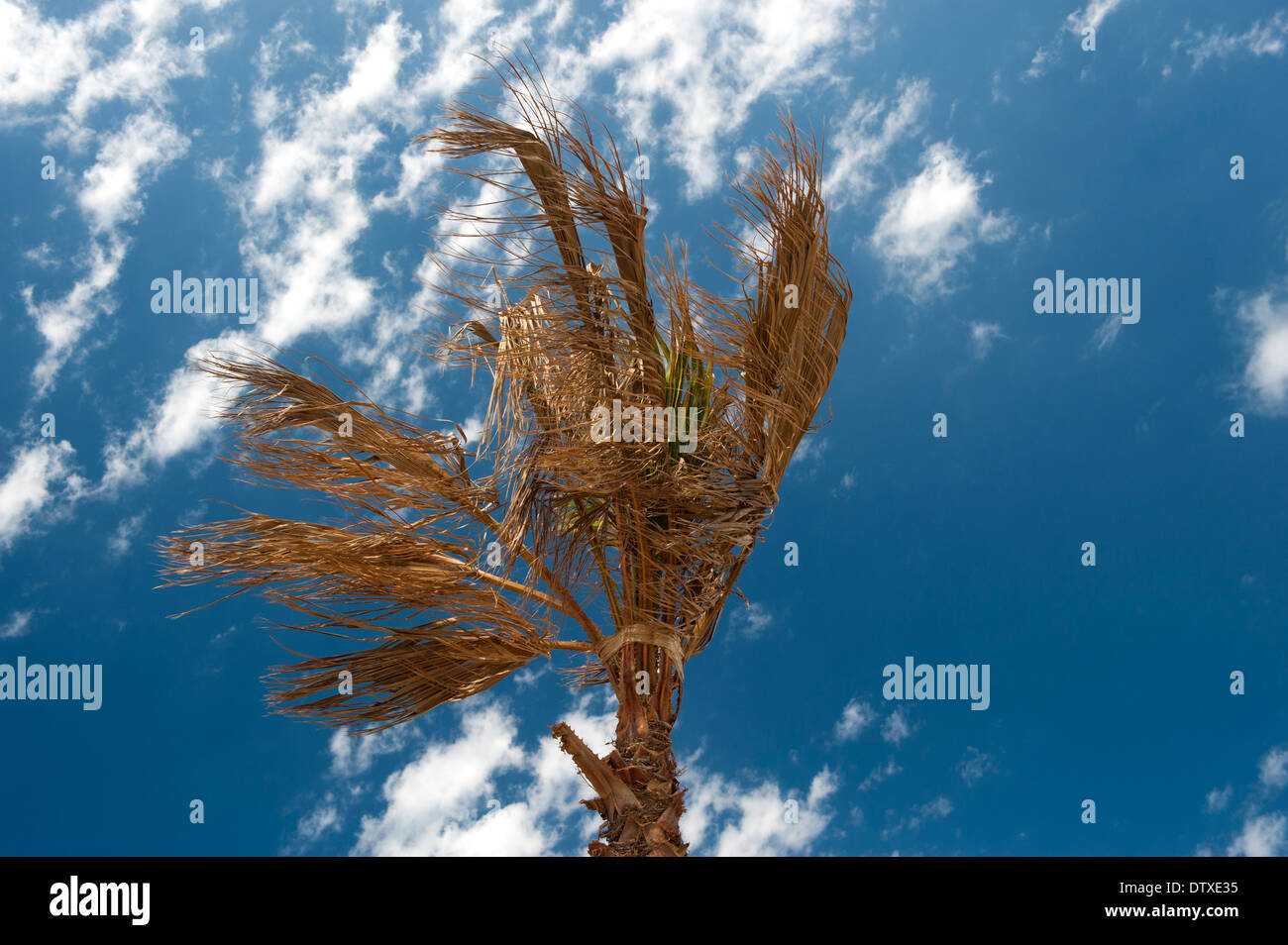 Palmen mit klaren blauen Himmel dahinter. Spanien. Stockfoto