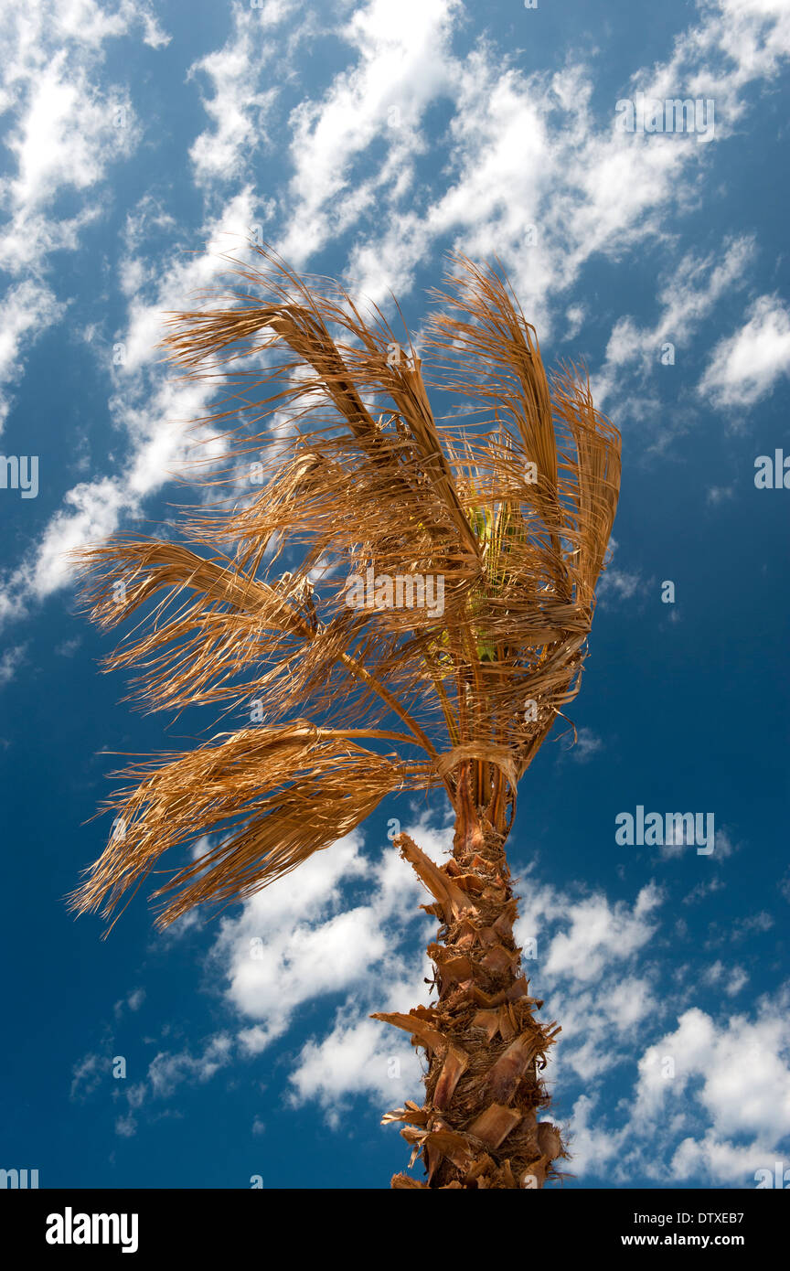 Palmen mit klaren blauen Himmel dahinter. Spanien. Stockfoto