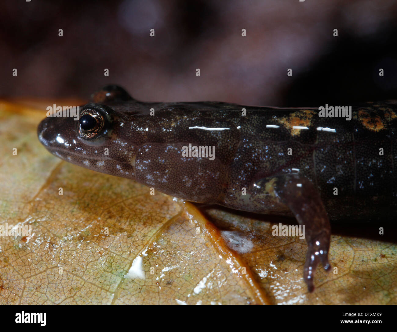 Nachahmer Salamander Smokey Mountains Tennessee Stockfoto