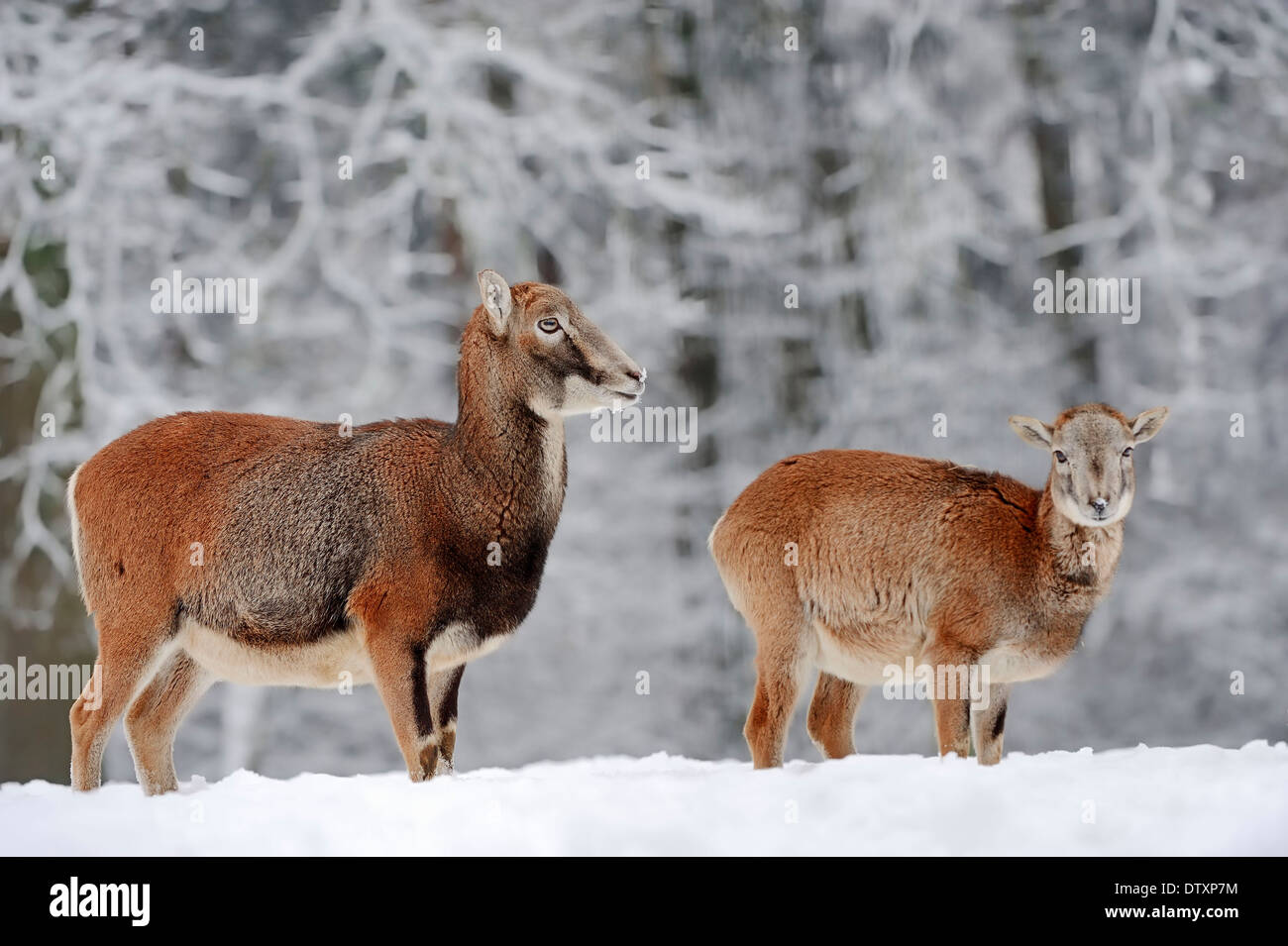 Europäischer Mufflon Stockfoto