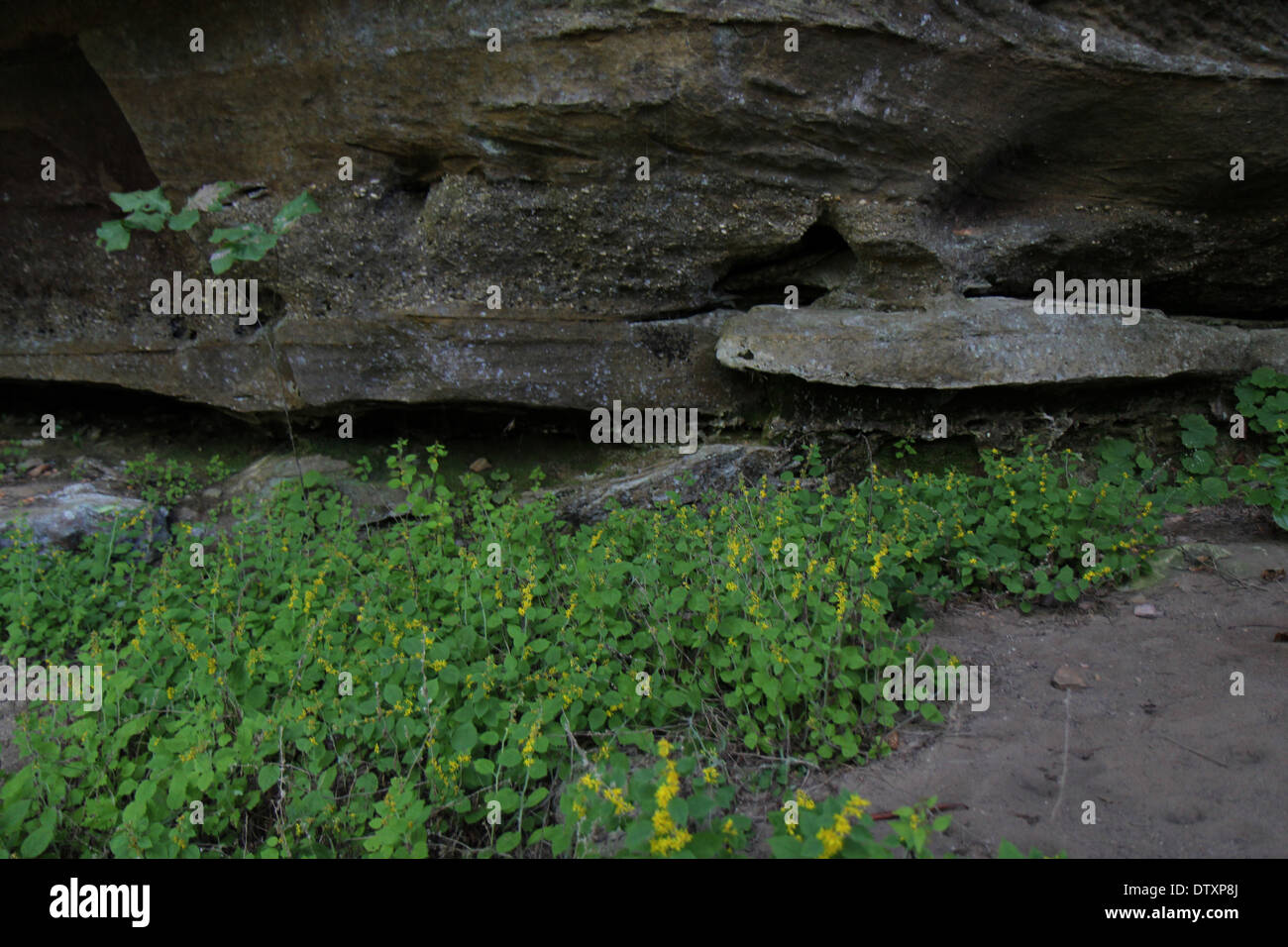 bedroht von weißen Haaren Goldrute Blüte unter Felsen, Red River Gorge Kentucky Stockfoto