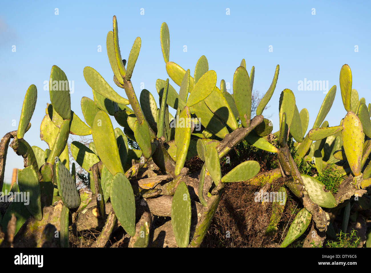 Schildlaus Nopal Kaktus Pflanze auf blauen Himmel Hintergrund Stockfoto