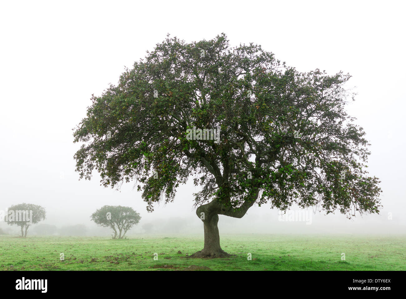 Landschaft mit einsamen Baum im Morgennebel nass, Portugal im winter Stockfoto