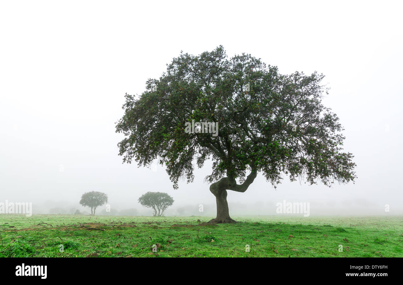 Landschaft mit einsamen Baum im Morgennebel nass, Portugal im winter Stockfoto