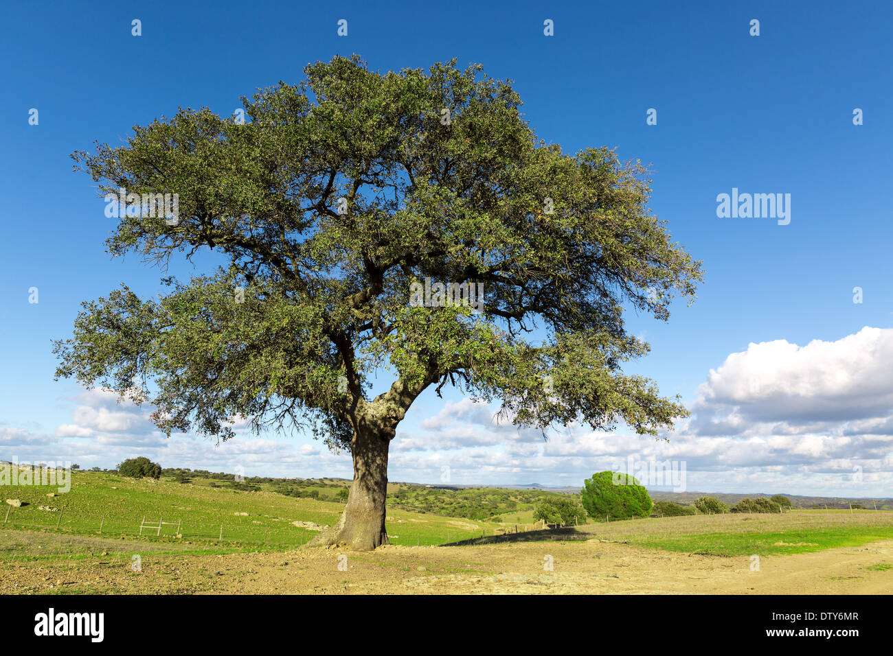 Schöne Landschaft mit einem einsamen Baum auf blauen Himmelshintergrund Stockfoto