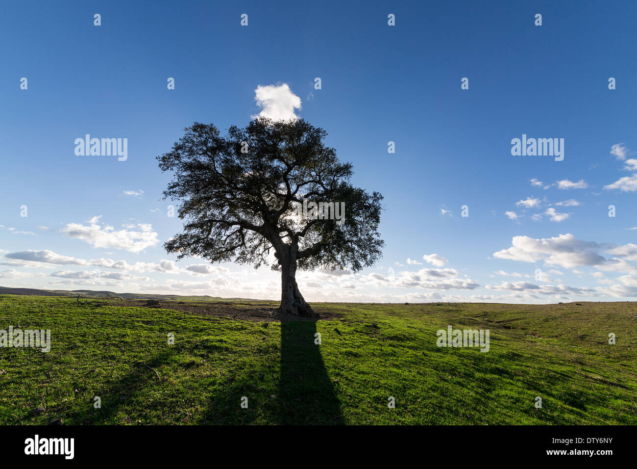 Schöne Landschaft mit einem einsamen Baum Sonne beleuchtete auf blauen Himmelshintergrund Stockfoto