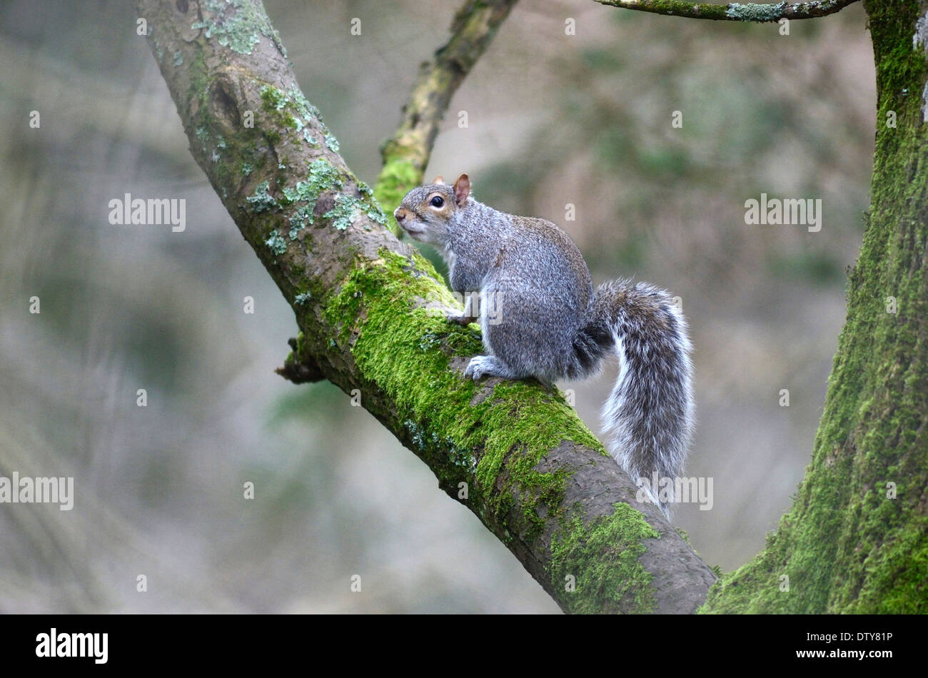 Grauhörnchen auf einem bemoosten Ast eines Baumes UK Stockfoto
