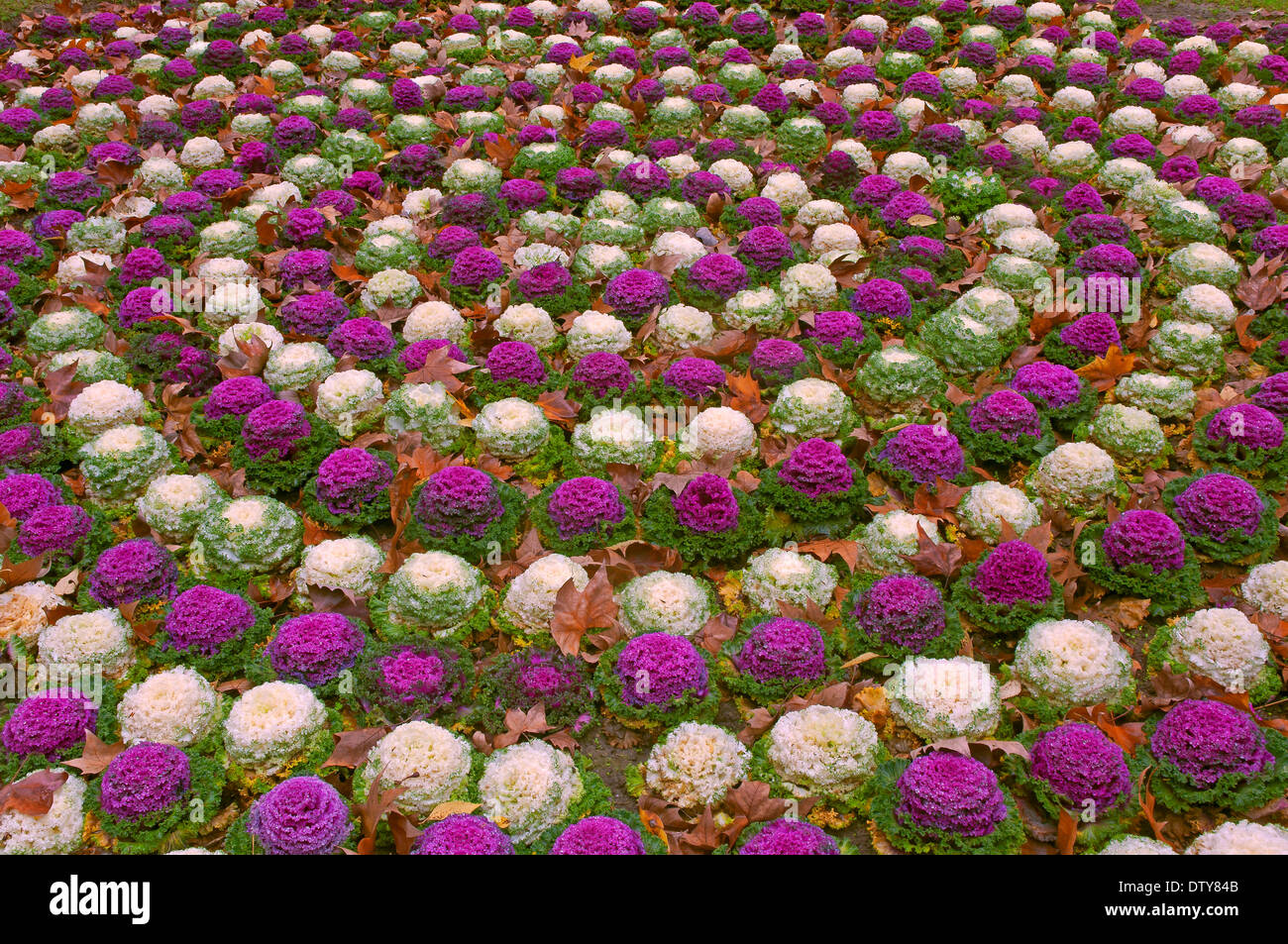 Maria Luisa Park, Garten mit Blumen, Sevilla, Region von Andalusien, Spanien, Europa Stockfoto
