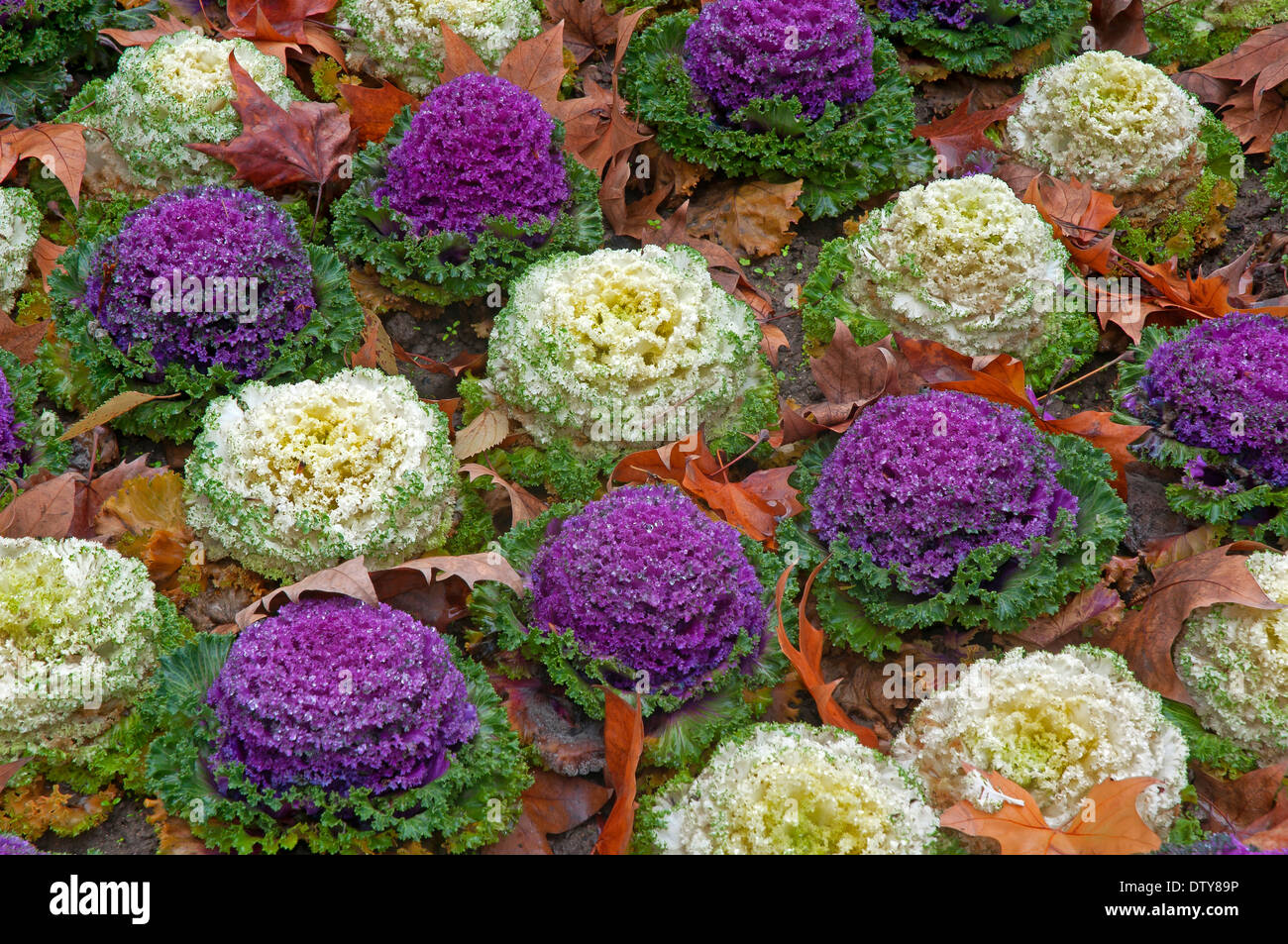 Maria Luisa Park, Garten mit Blumen, Sevilla, Region von Andalusien, Spanien, Europa Stockfoto